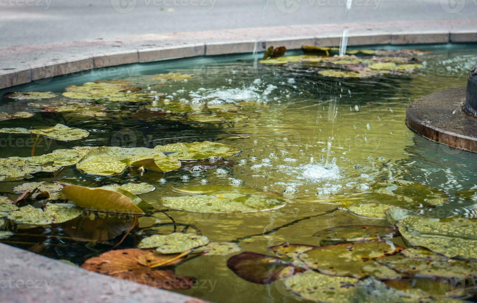 View of a garden pond filled with aquatic plants under rain. Water lily photo