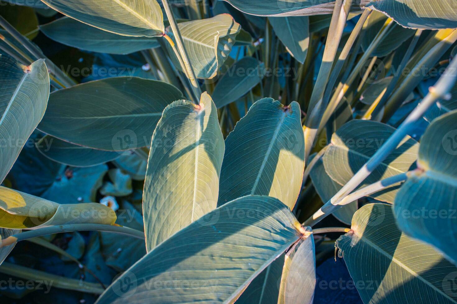 Close up view of a garden pond filled with aquatic plants concept photo