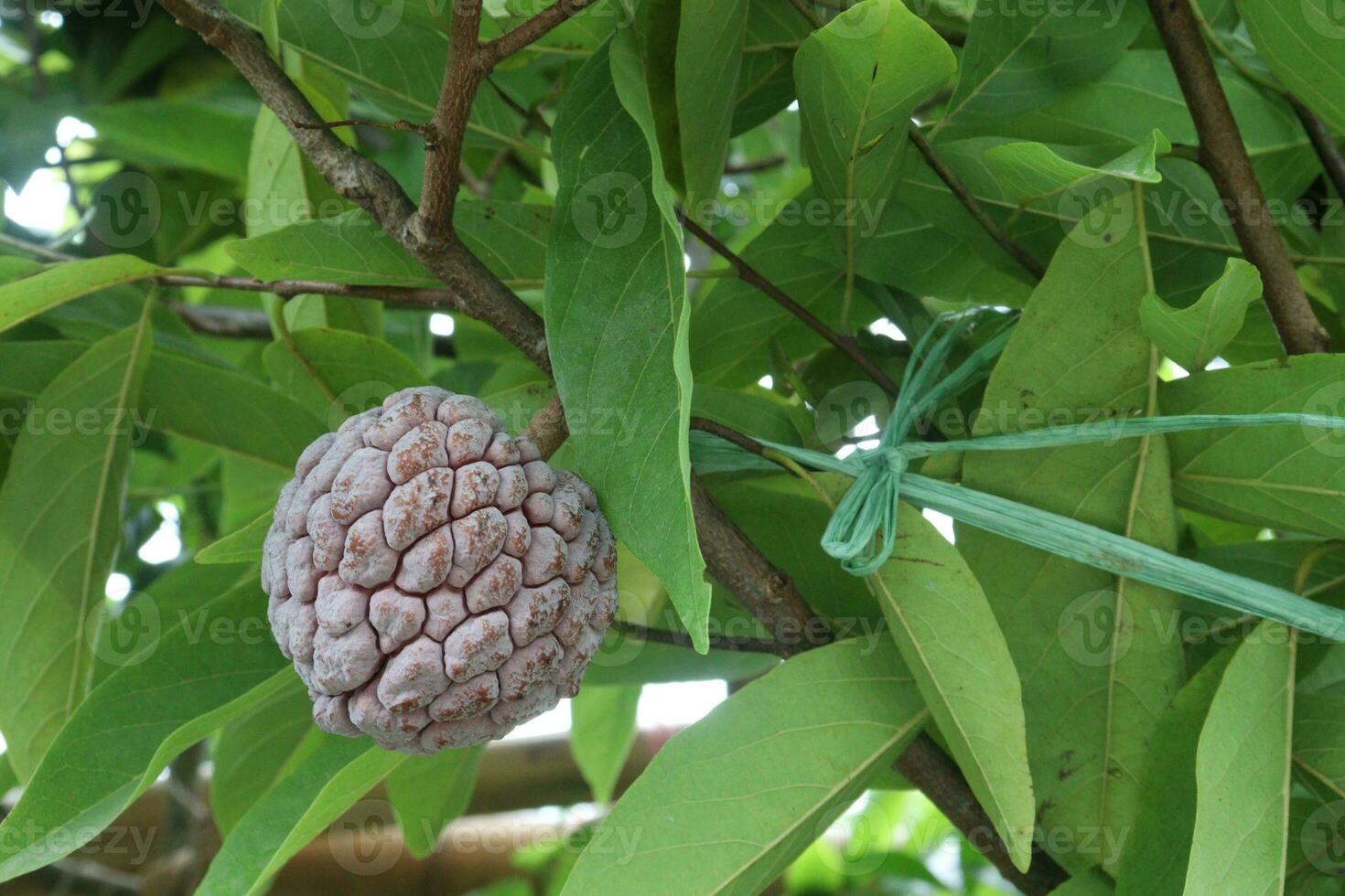 Sugar Apple on tree in farm photo