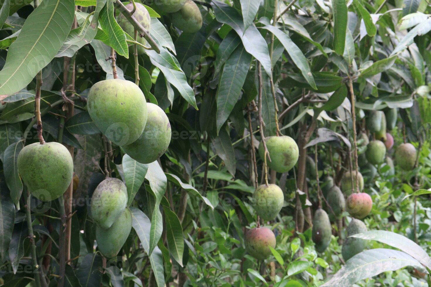 mango on tree in farm for harvest photo