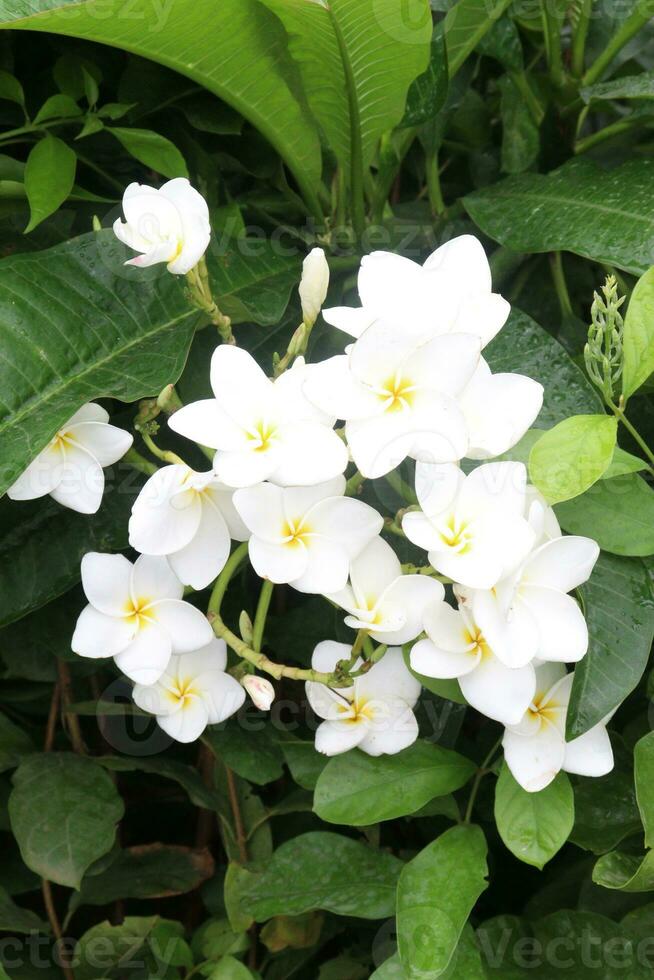 frangipani flower plant on farm photo