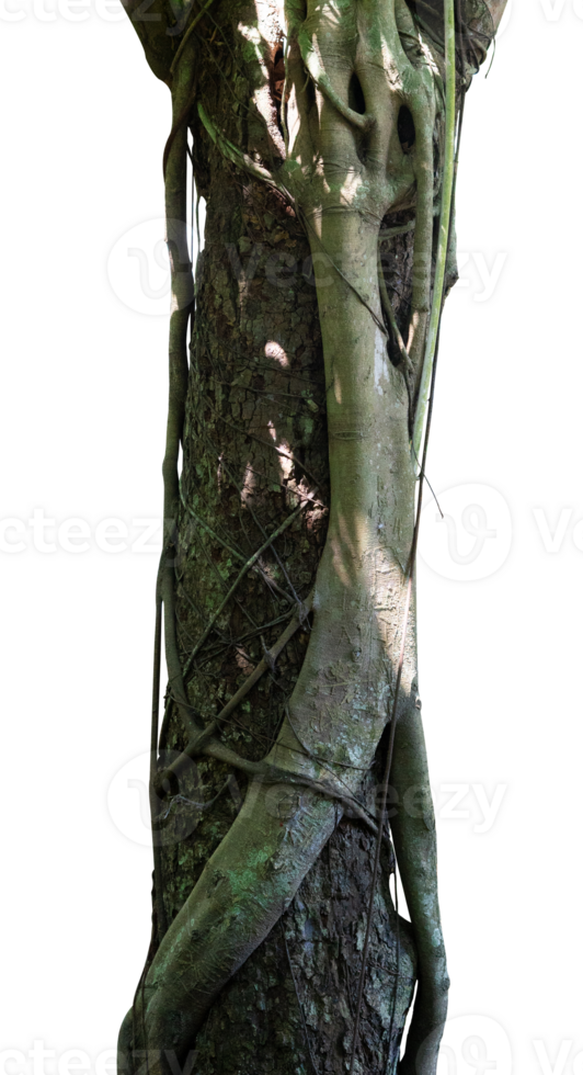 Old tree with root creeper isolated png