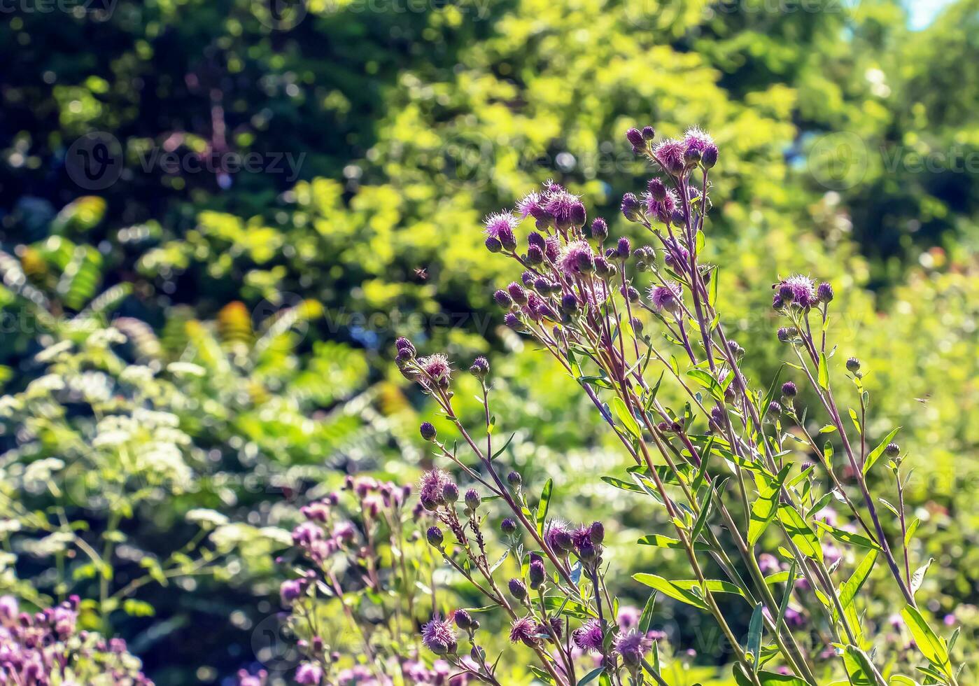 A purple Carduus Acanthoide flower. Also known as a spiny plumeless thistle. photo