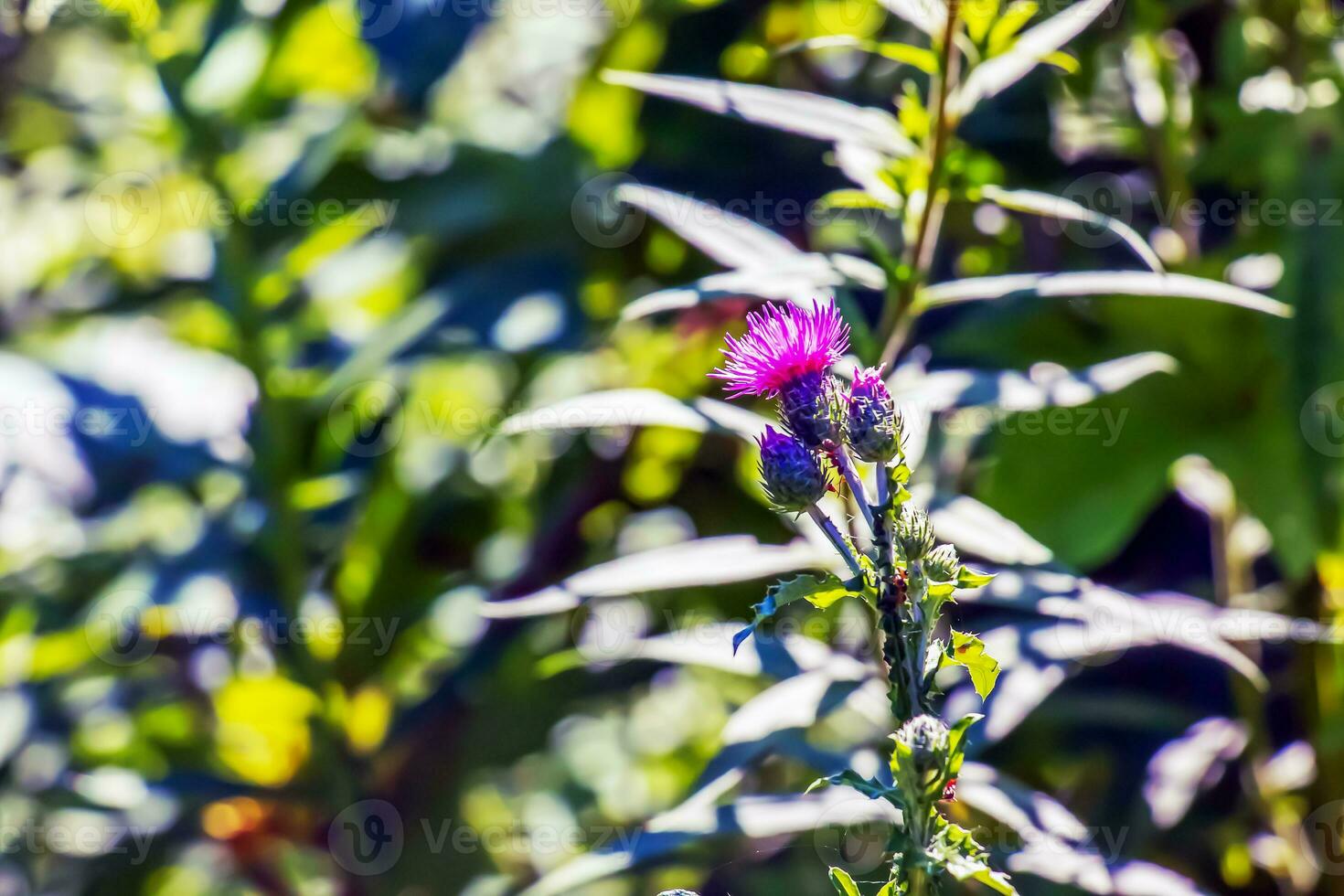 un púrpura carduus acantoide flor. además conocido como un espinoso sin penacho cardo. foto