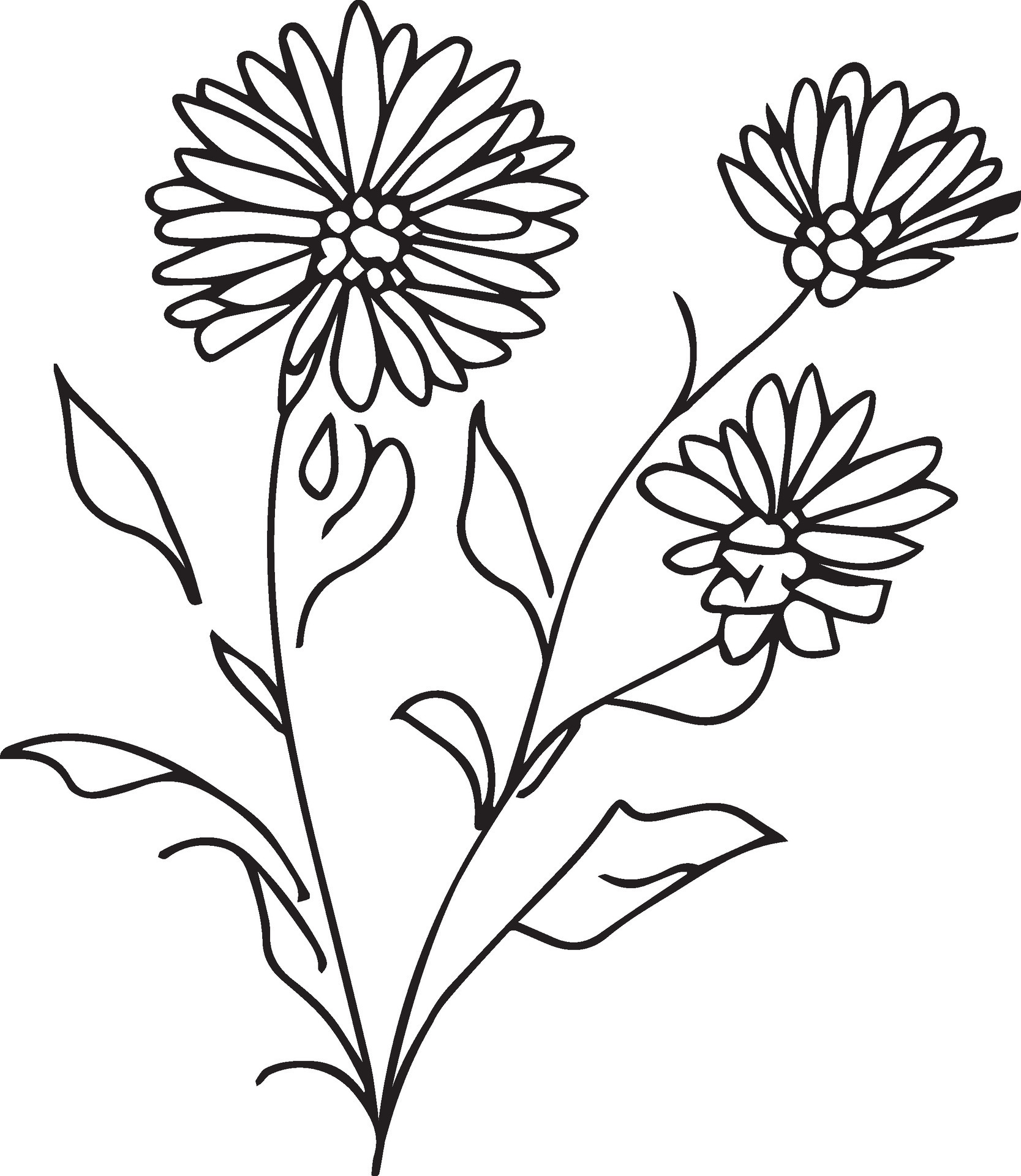 Botanical aster flower wall painted, aster birth flower, September
