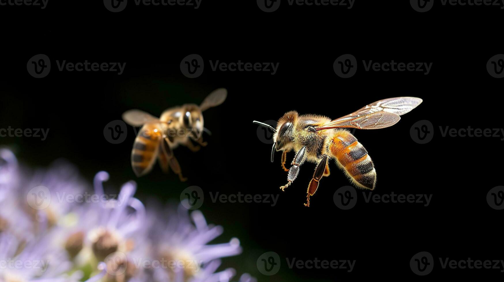 Close up of honey bee collecting pollen on purple flower isolated on black background. AI generative photo