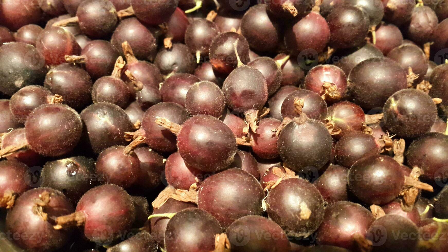 Gooseberry. Ripe dark gooseberries. Background of dark gooseberries. Ripe berries. Berry background photo