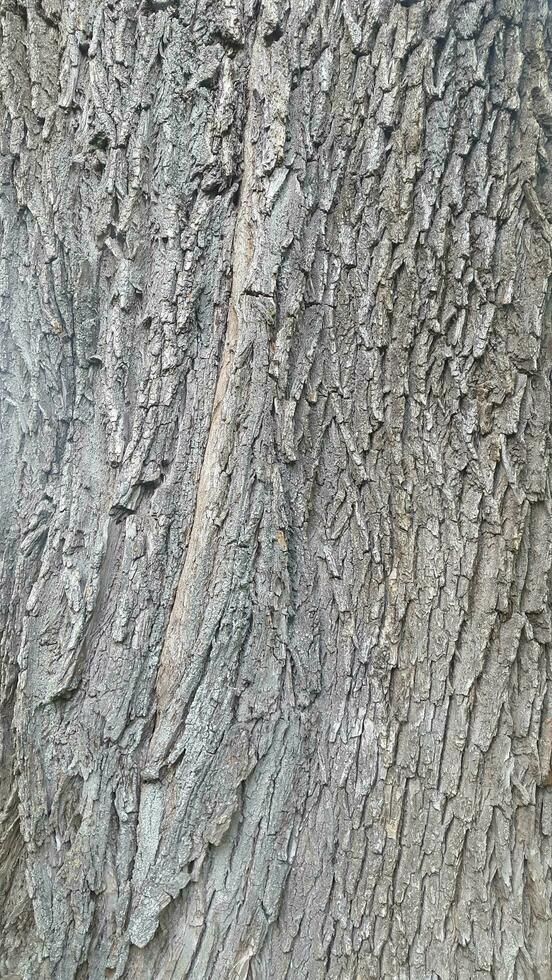 Bark of a deciduous tree. Background of rough bark texture photo