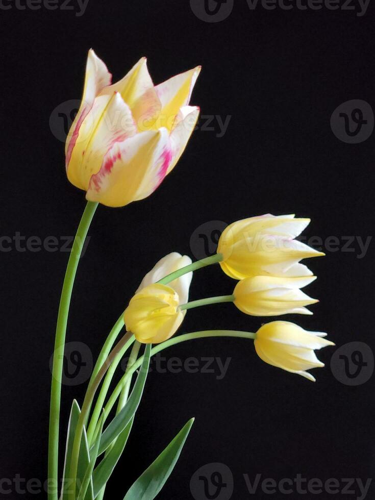 Yellow tulips. Flowers of yellow tulips on a black background. Greeting card photo