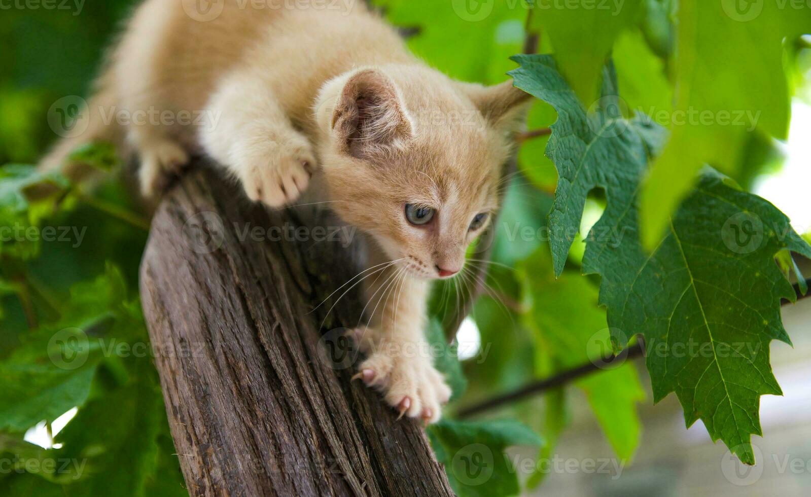 A ginger kitten sneaks up on prey on a tree. Frisky Kitty climbs trees. Playful cat hunter. Kitten is exploring a new world for him photo