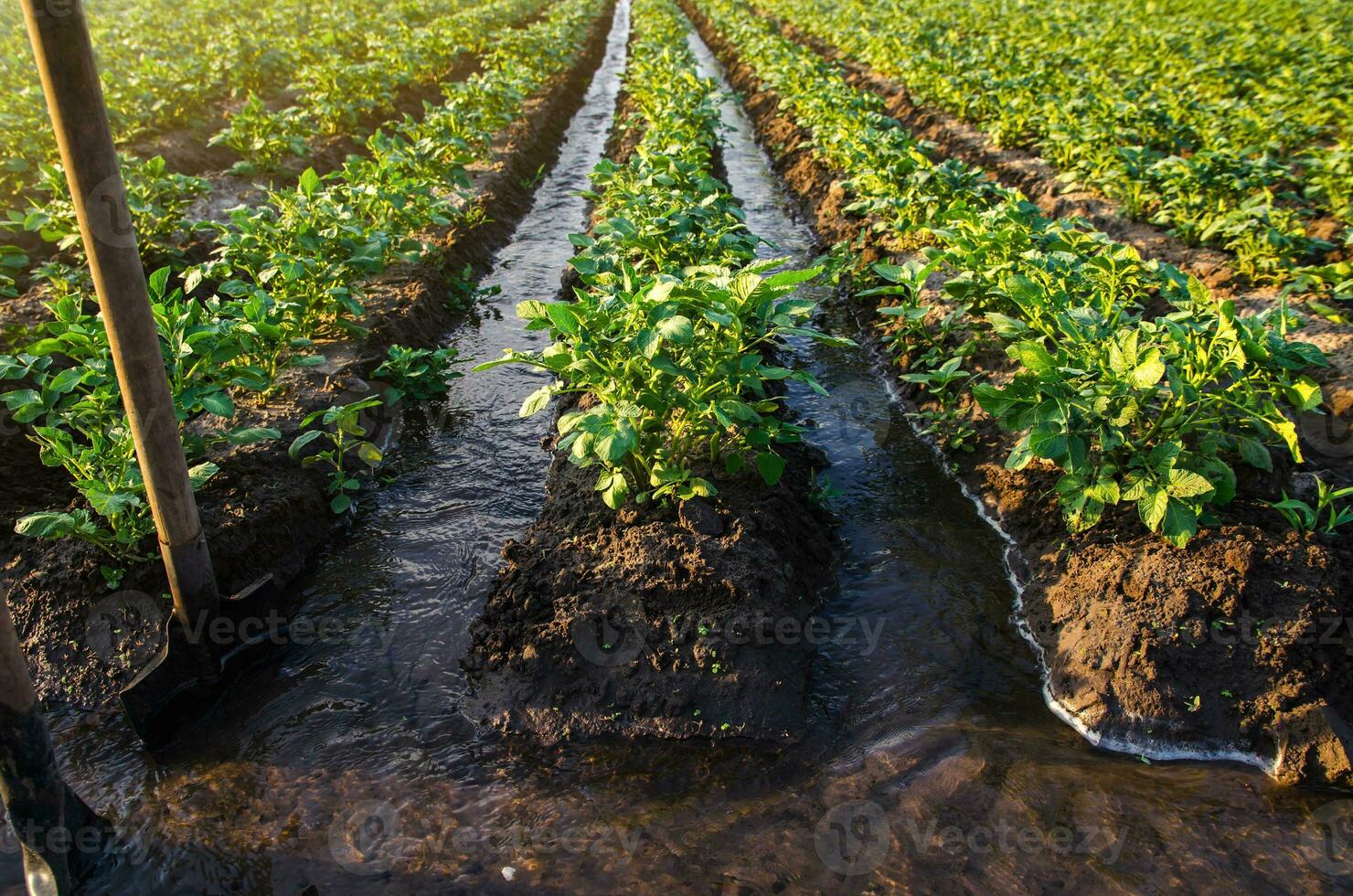 Plantation water flow control. Surface irrigation of crops. Water flows through canals. European farming. Agriculture. Agronomy. Agroindustry and agribusiness. Growing vegetables and food. photo