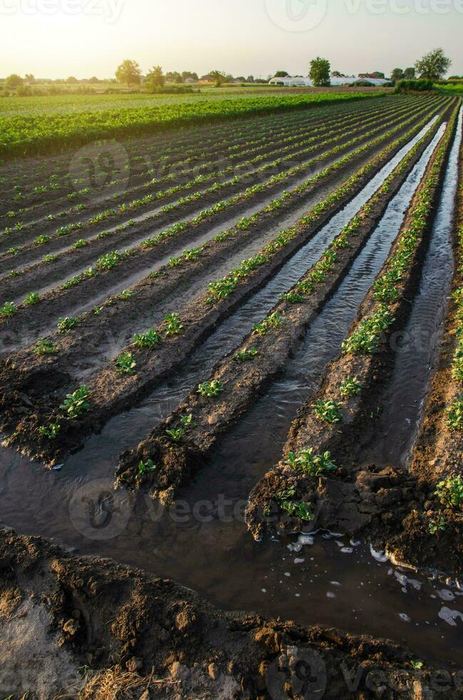 Watering the potato plantation. Water flows between rows of potato plants. European farming. Agriculture and agribusiness. Agronomy. Moistening. Surface irrigation of crops. photo