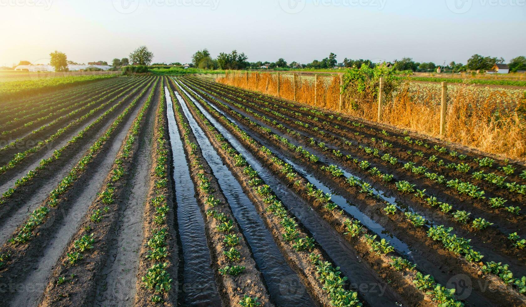 riego el patata plantación. agua fluye Entre filas de patata plantas. superficie irrigación de cultivos. europeo agricultura. agronomía. mojadura. agricultura y agroindustria noche campo foto