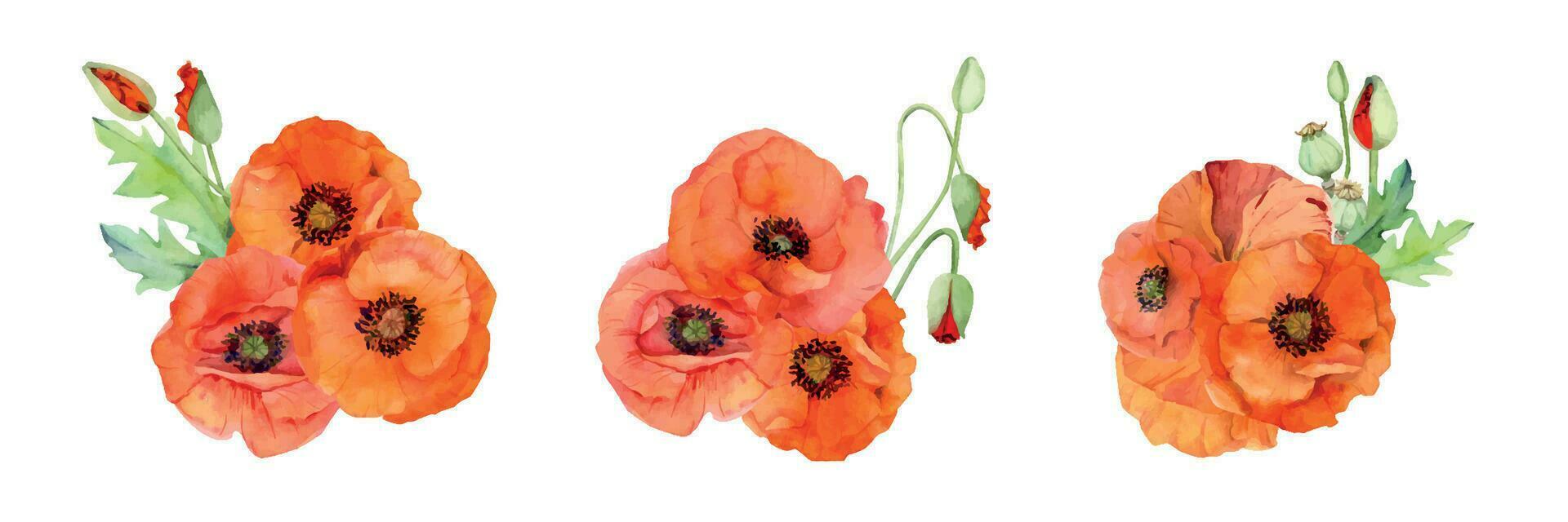 Watercolor bouquet composition, elements with hand drawn summer bright red poppy flowers. Isolated on white background. Design for invitations, wedding, love or greeting cards, paper, print, textile vector