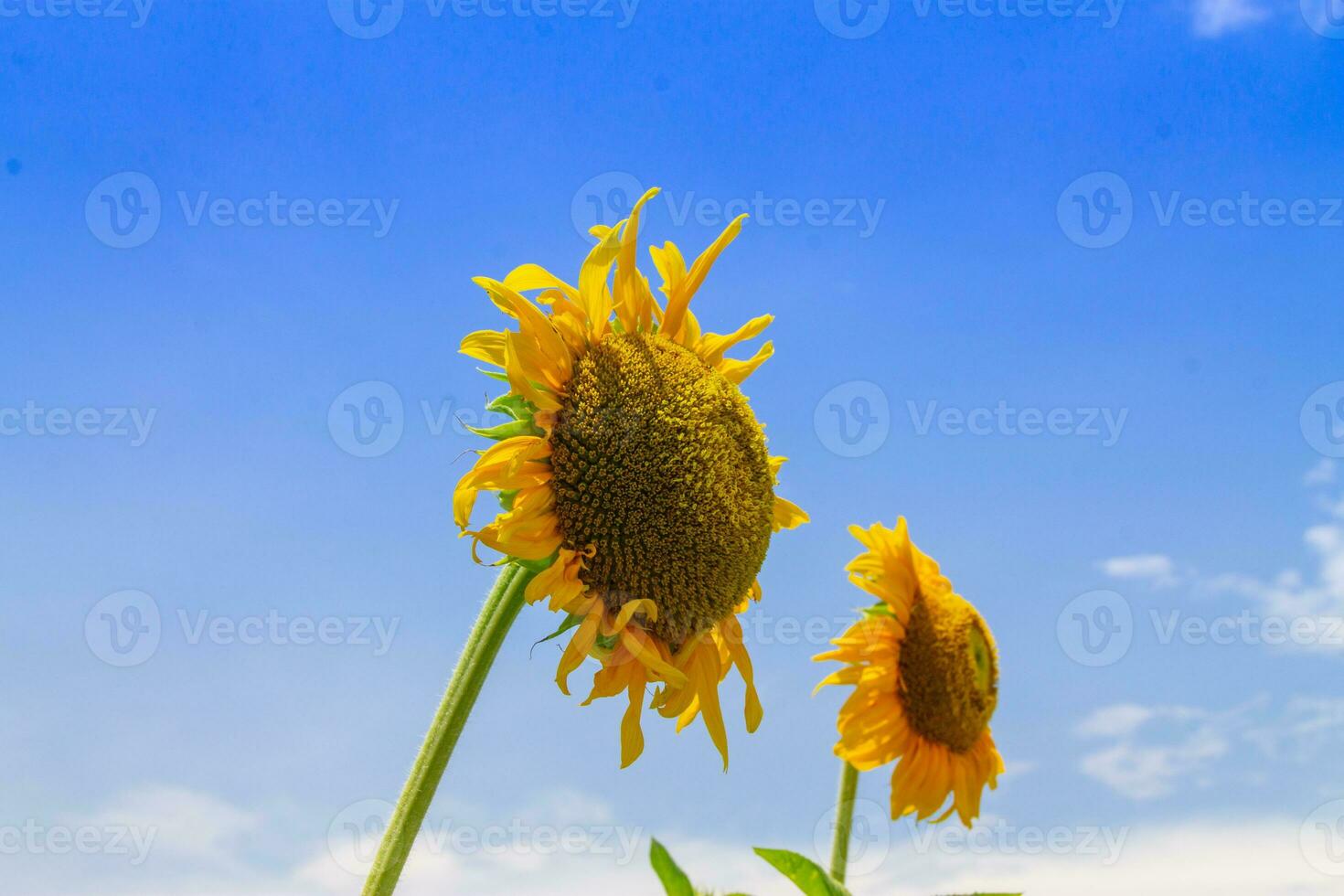 Sunflower field at clear blue sky photo