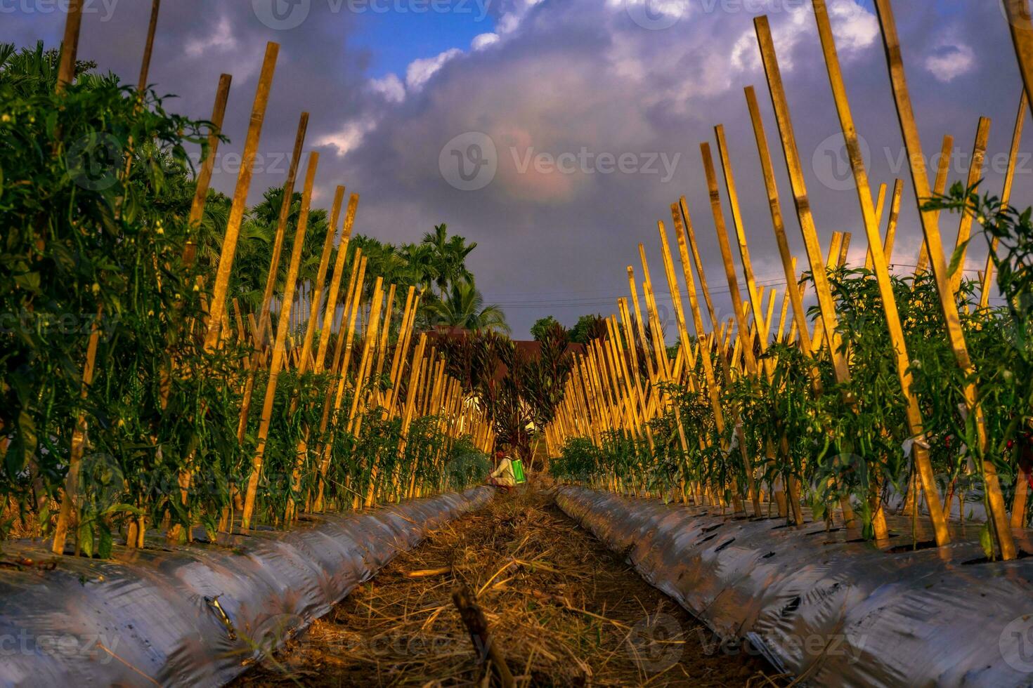 hermosa vista de la mañana indonesia panorama paisaje arrozales con color de belleza y luz natural del cielo foto