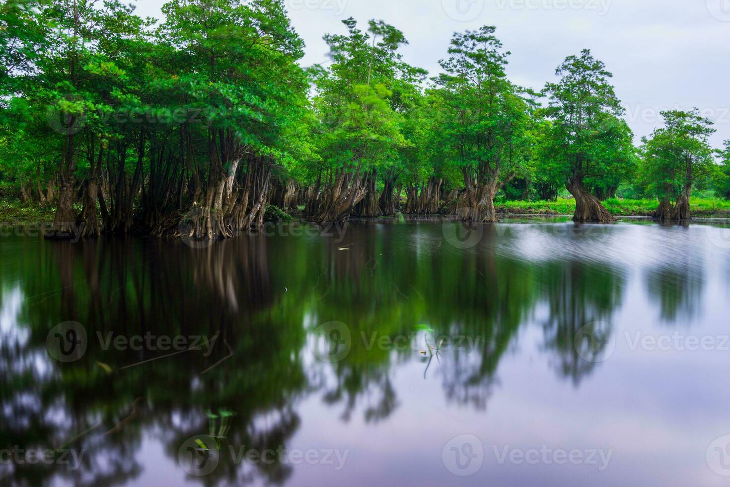 Beautiful morning view indonesia Panorama Landscape paddy fields with beauty color and sky natural light photo