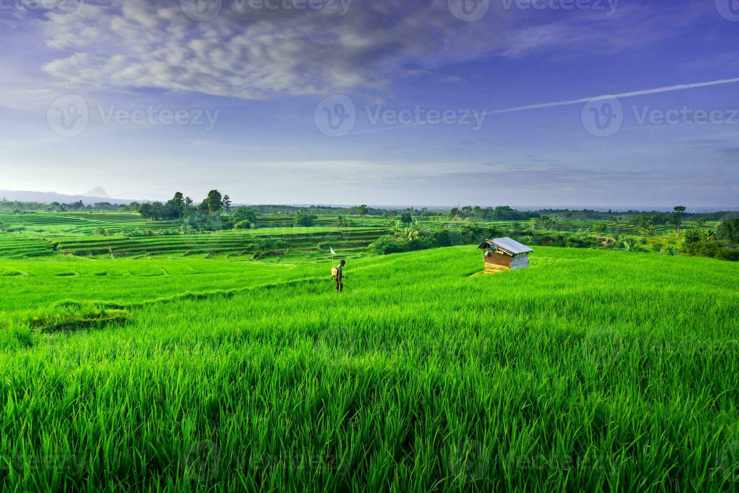 Beautiful morning view indonesia Panorama Landscape paddy fields with beauty color and sky natural light photo