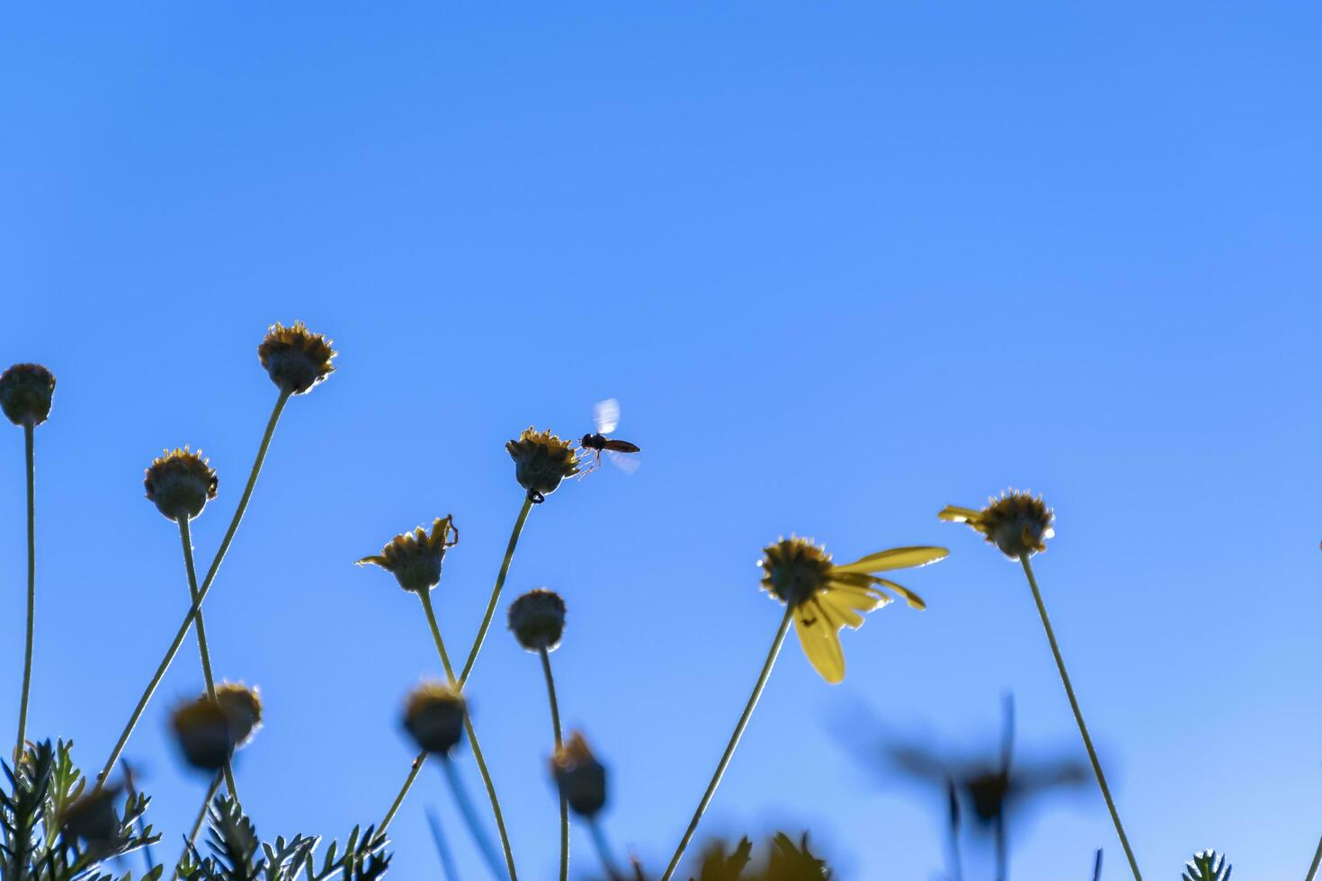 Little wild bee trying to land on the yellow flower during a sunny day. photo