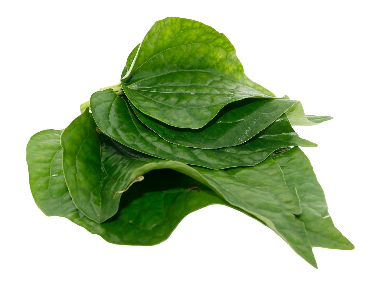 Green betel leaf isolated on white background, Thai herb. photo