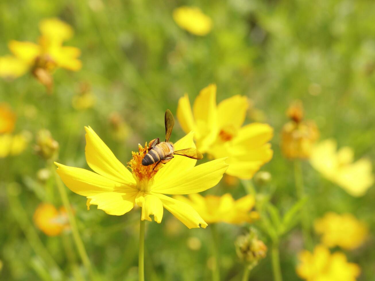 Bee and Cosmos flower. Close up of honey bee on yellow flower collects nectar. golden honey bee on flower pollen, blurred background. Selective focus shot of a bee. photo