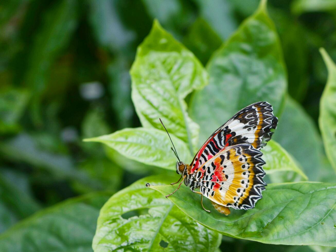 Leopard lacewing butterfly on leaf green in garden. photo