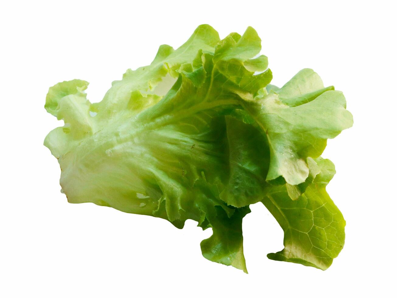 Salad leaf. Lettuce on white background photo