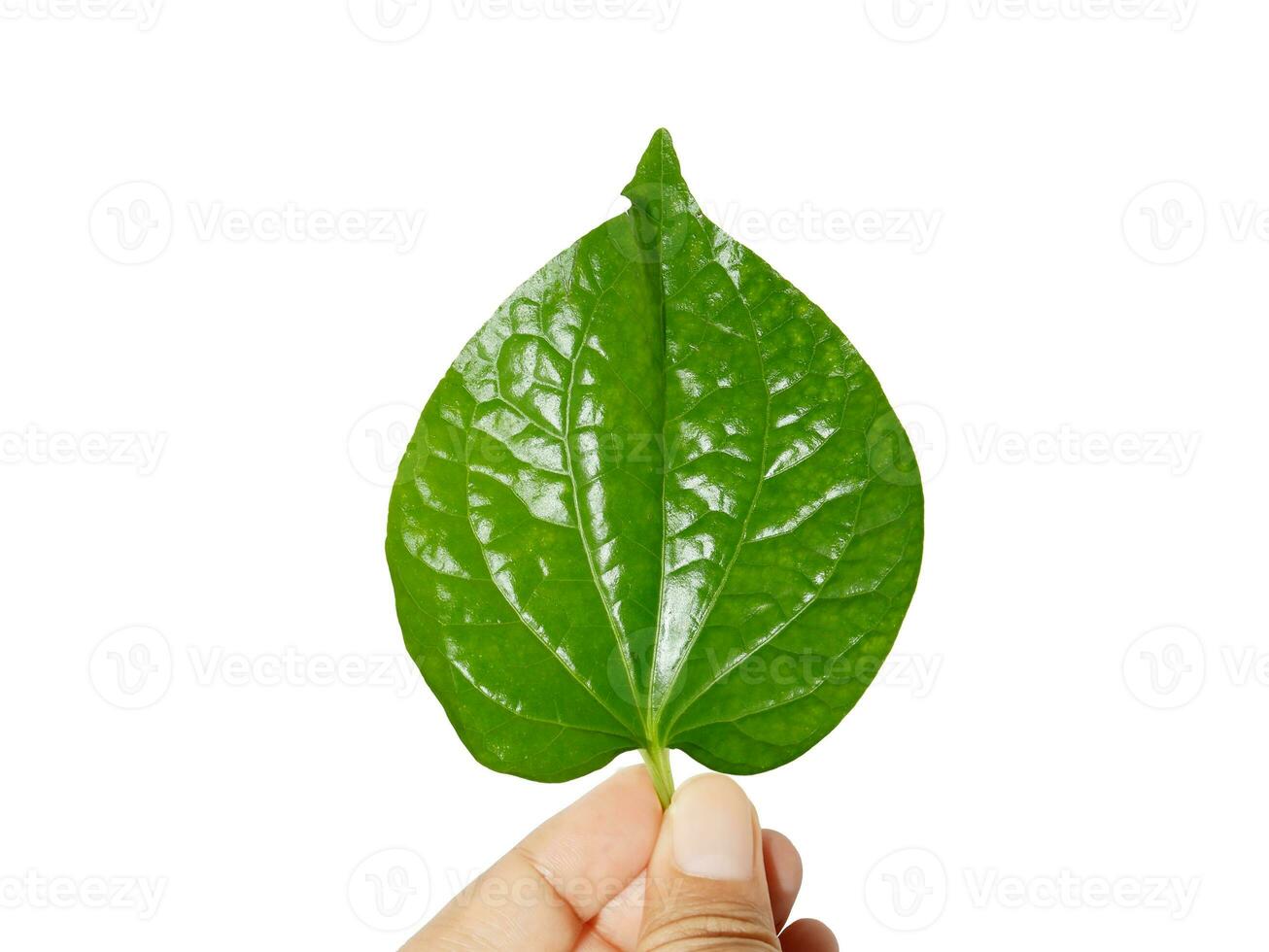 Betel leaf in hands isolated on white background, Thai herb. photo