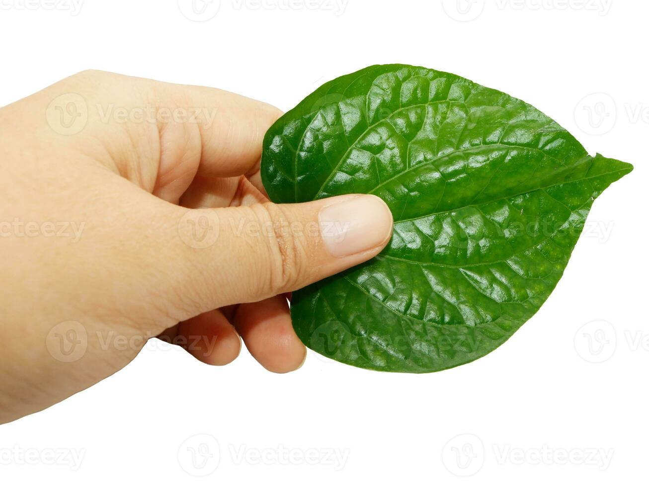 Betel leaf in hands isolated on white background, Thai herb. photo