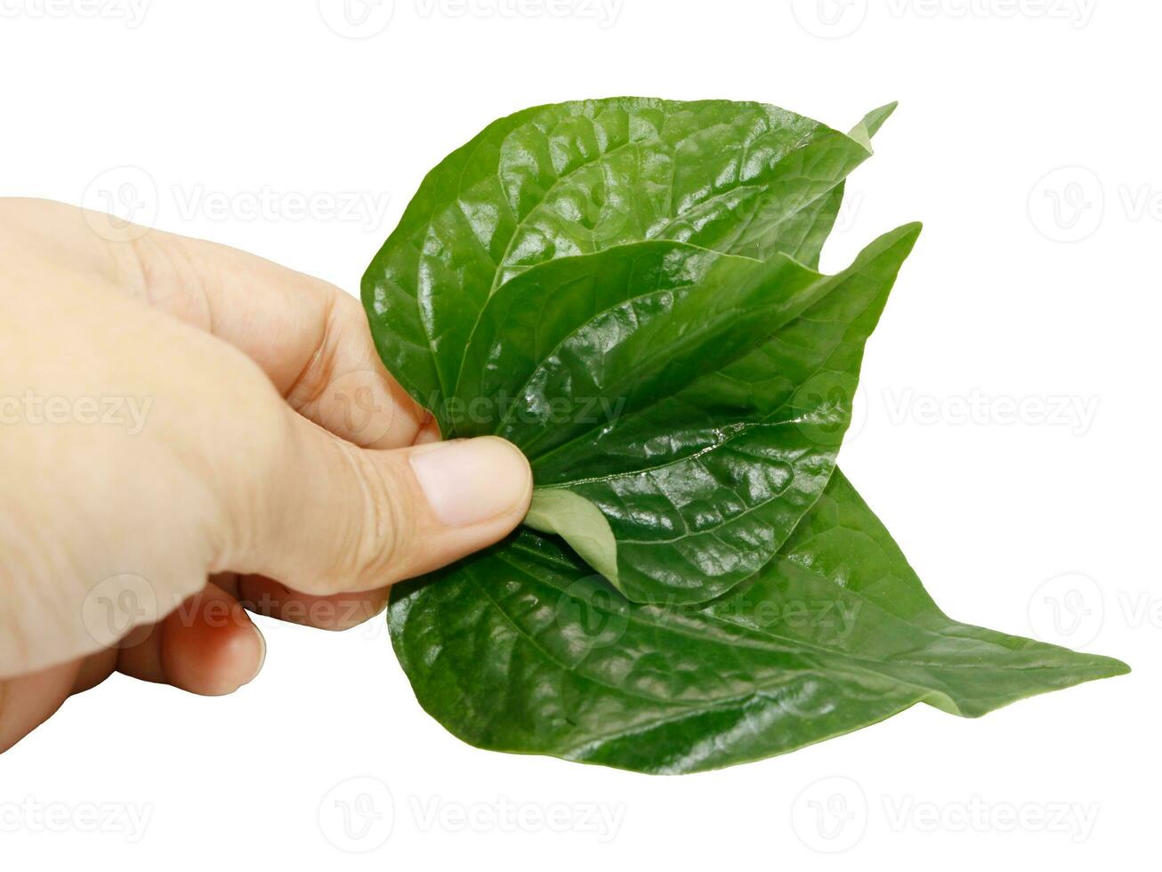 Betel leaf in hands isolated on white background, Thai herb. photo