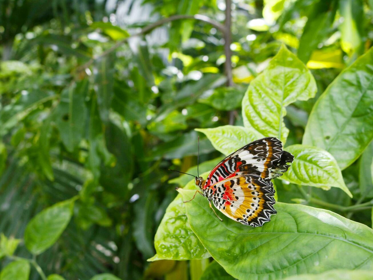 Leopard lacewing butterfly on leaf green in garden. photo