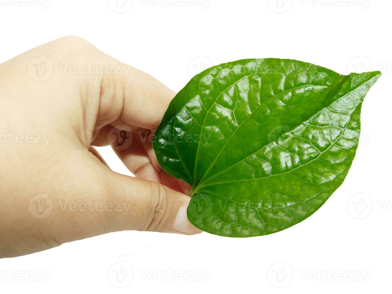 Betel leaf in hands isolated on white background, Thai herb. photo