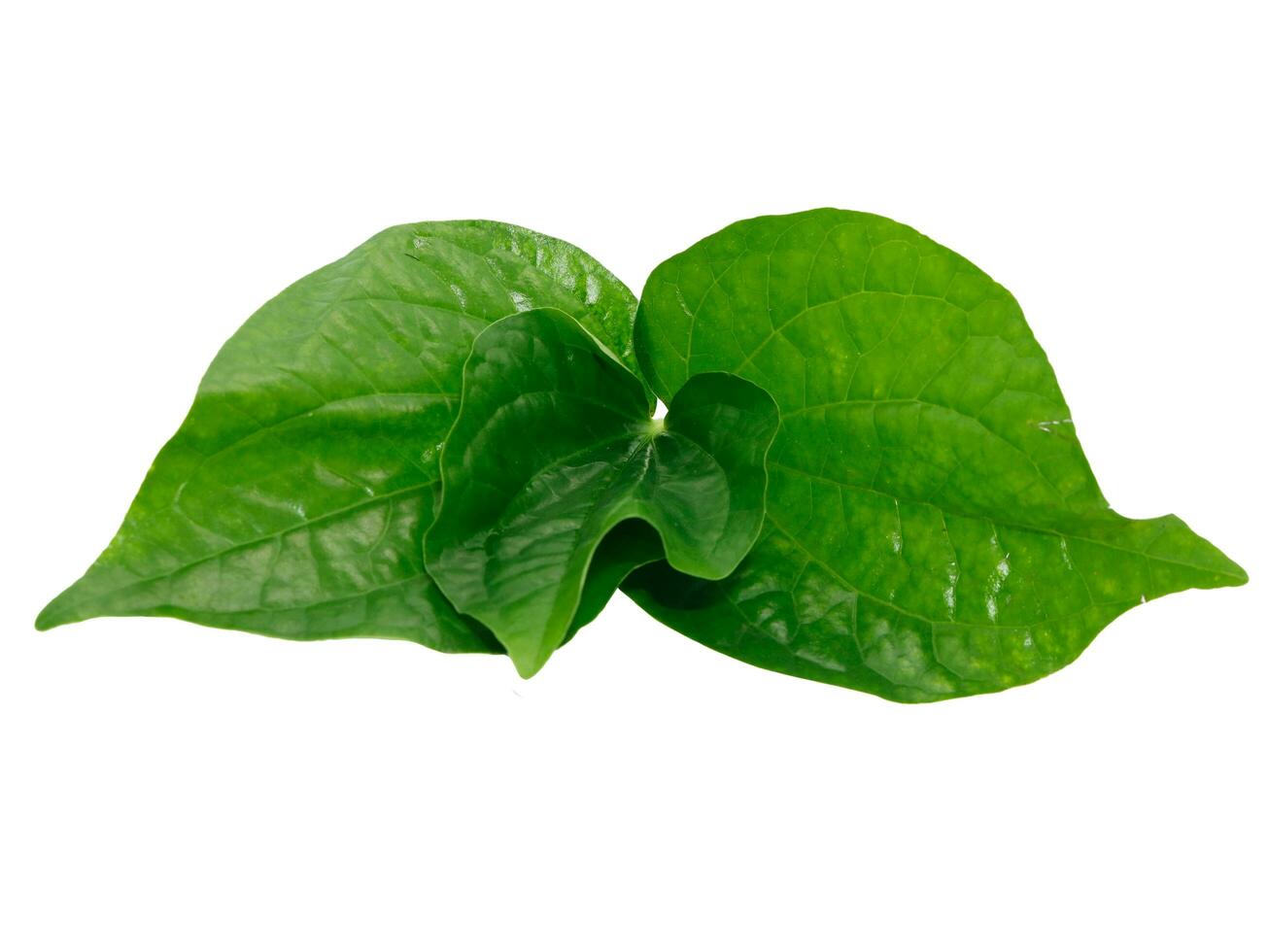 Green betel leaf isolated on white background, Thai herb. photo