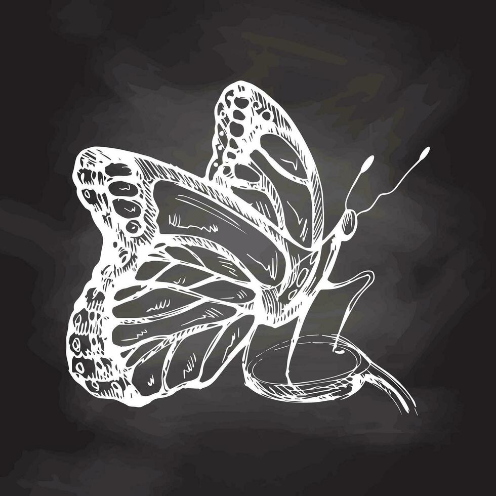 Hand drawn  butterfly sketch. Monochrome insect  doodle on chalkboard background. Black and white vintage element.  Vector sketch. Detailed retro style.