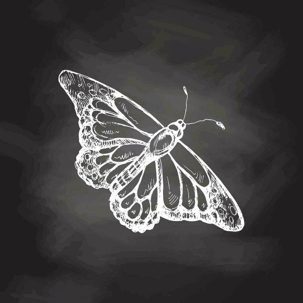 mano dibujado mariposa bosquejo. monocromo insecto garabatear en pizarra antecedentes. negro y blanco Clásico elemento. vector bosquejo. detallado retro estilo.