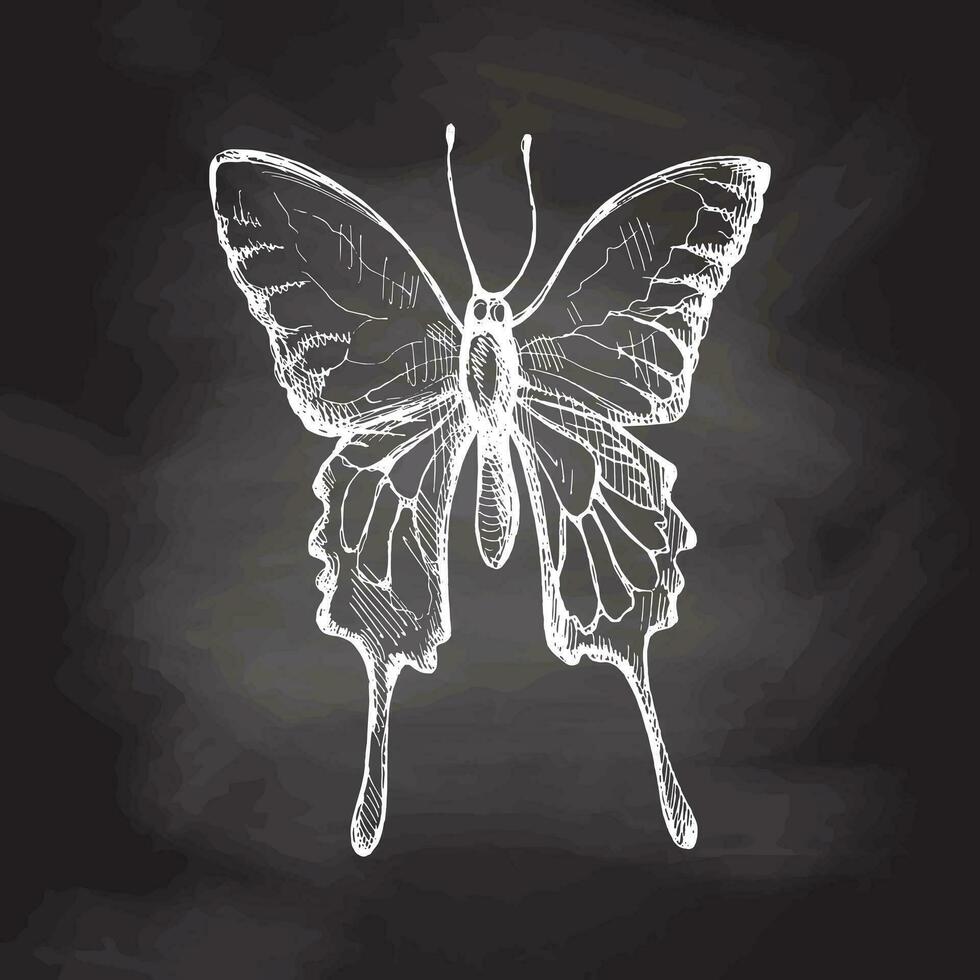 Hand drawn  butterfly sketch. Monochrome insect  doodle on chalkboard background. Black and white vintage element.  Vector sketch. Detailed retro style.