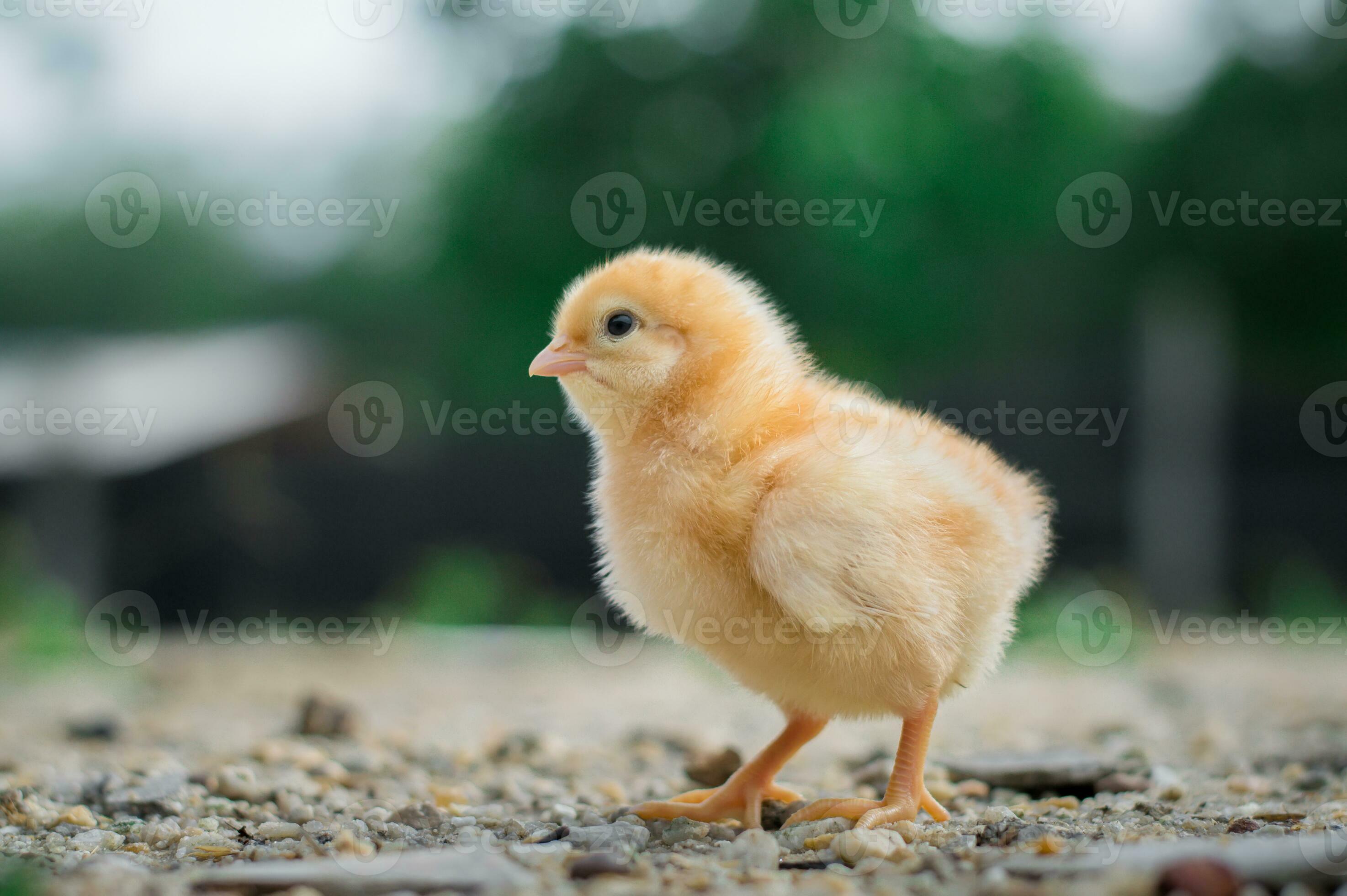 A chicken baby in the garden 27472043 Stock Photo at Vecteezy