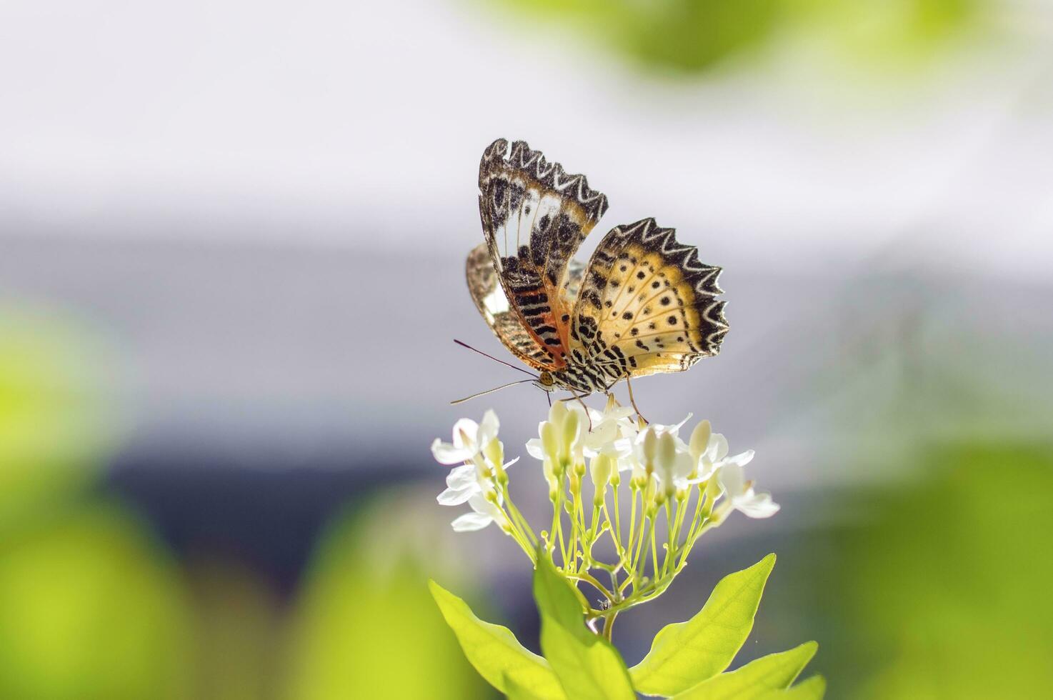 a butterfly is sitting on a flower photo