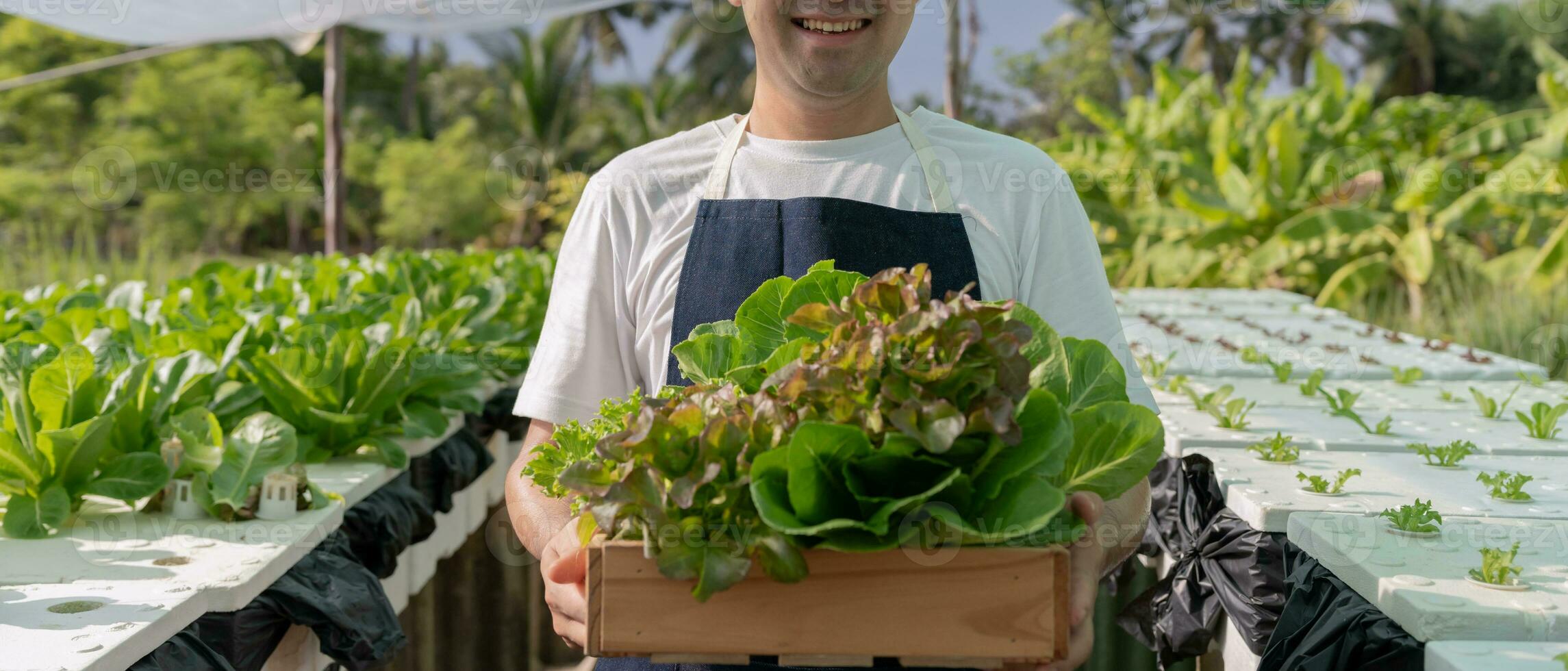 Organic farming, salad farm. Farmers harvest salad vegetables into wooden boxes in rainy. Hydroponics vegetable grow naturally. greenhouse garden, Ecological Biological, Healthy, Vegetarian, ecology photo