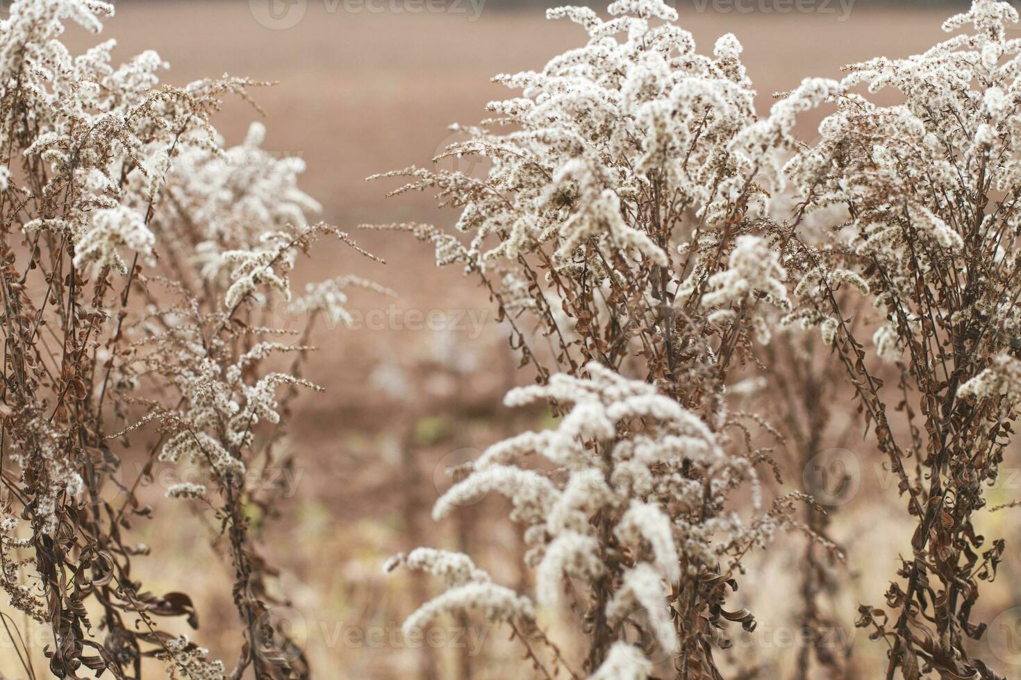 Dry soft flowers in the field on beige background. photo