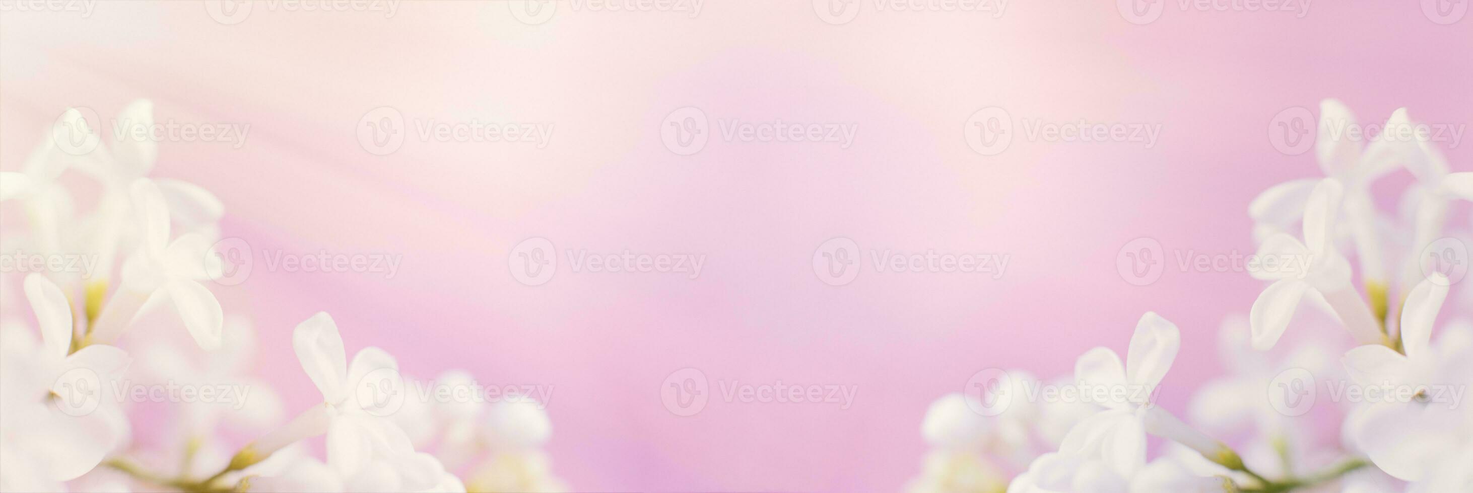 white lilac flower branch on a pink background with copy space for your text photo