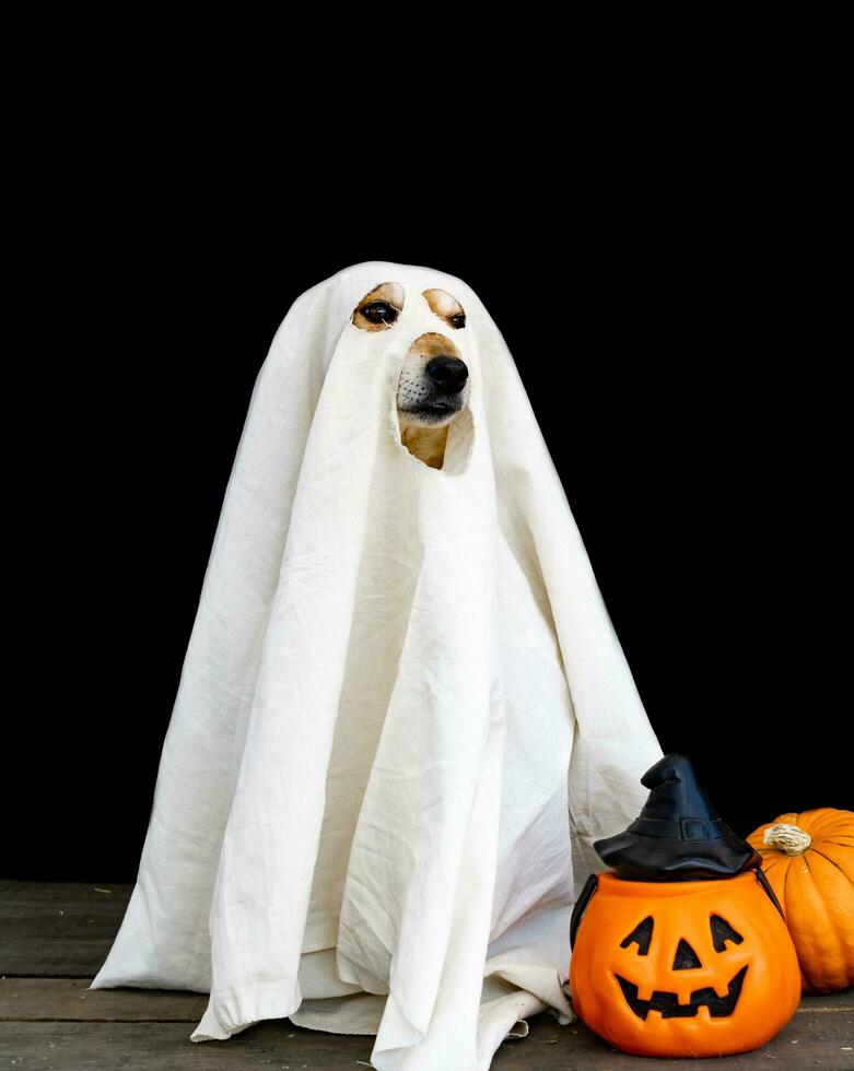 dog dressed as a ghost for halloween photo