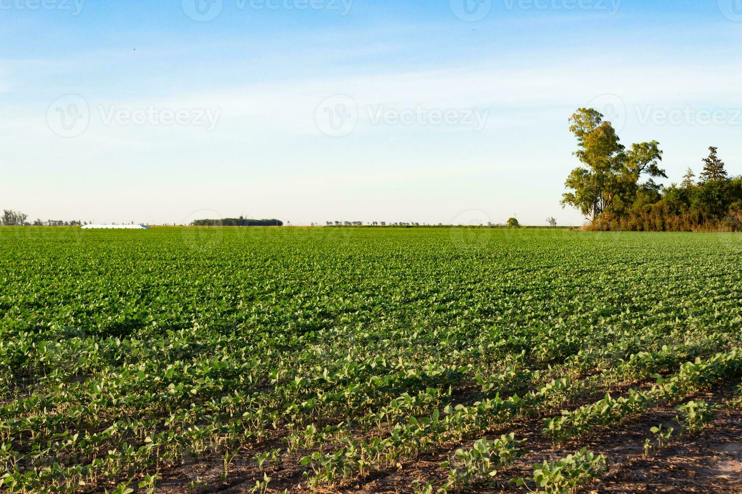 Argentinian countryside landscape with soybean plantation photo