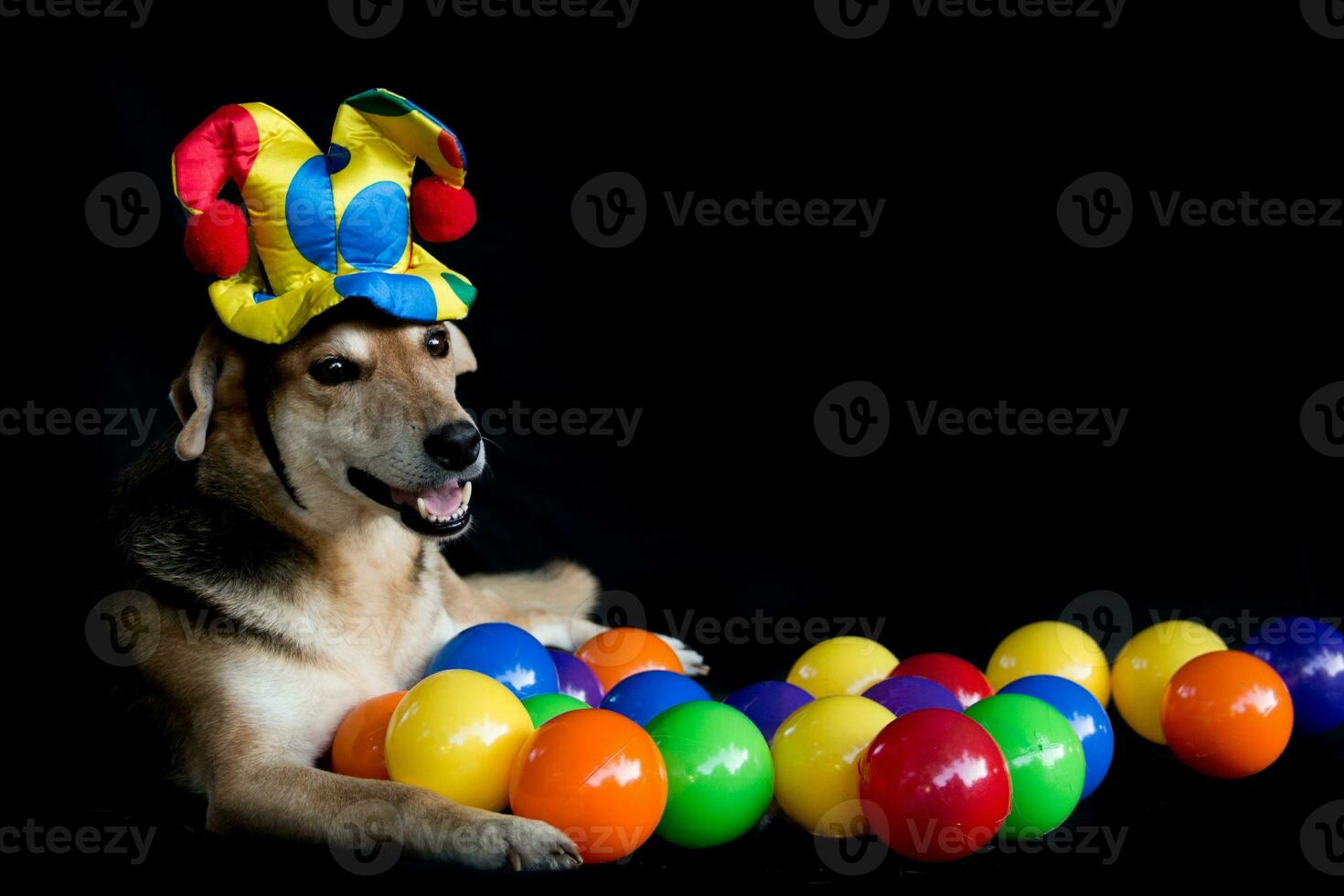 portrait of a mongrel dog with a harlequin hat and colored plots photo