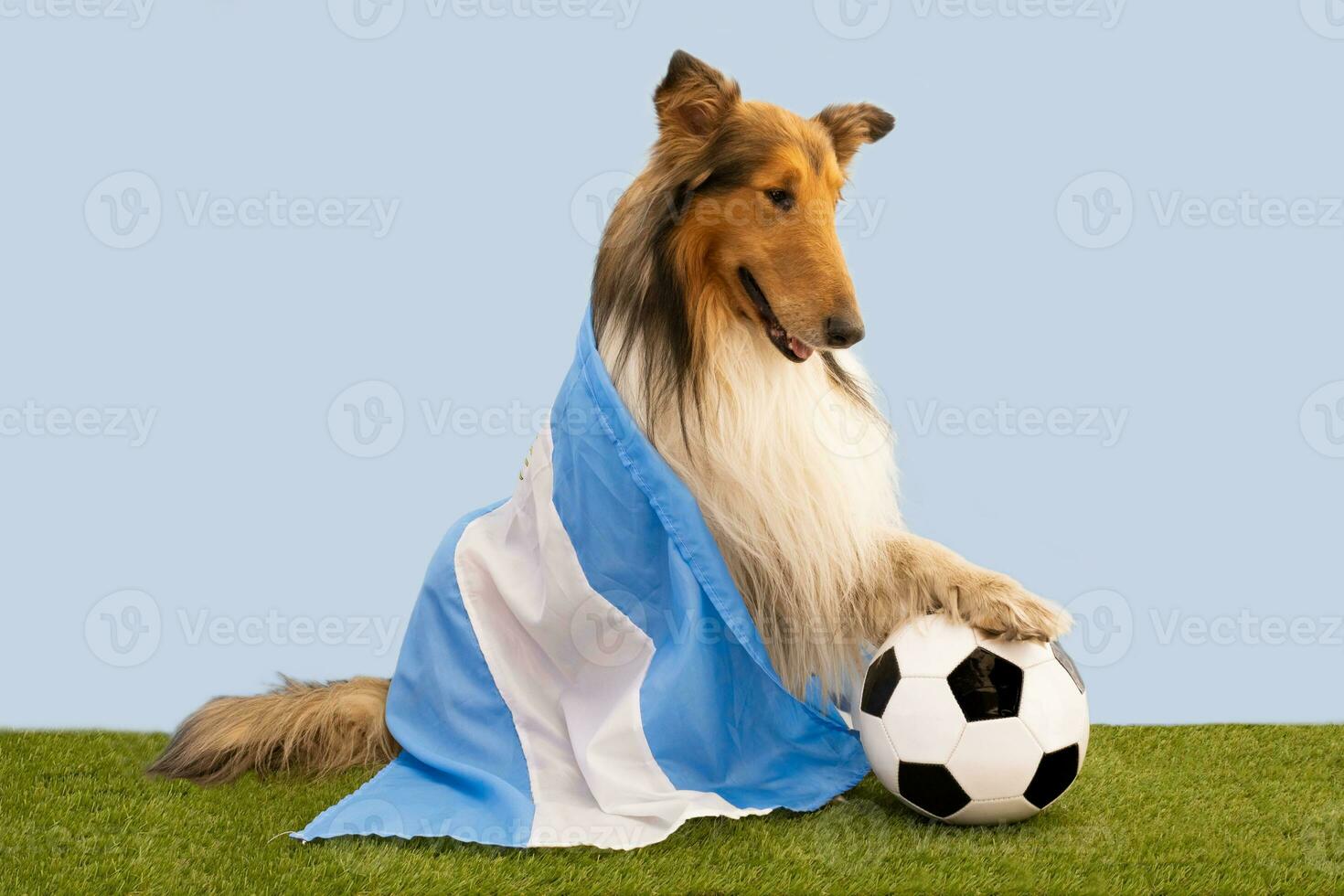 collie dog with argentina flag and soccer ball photo
