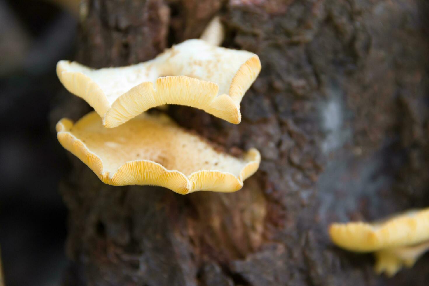 fungi that grow on the bark of the dead tree photo