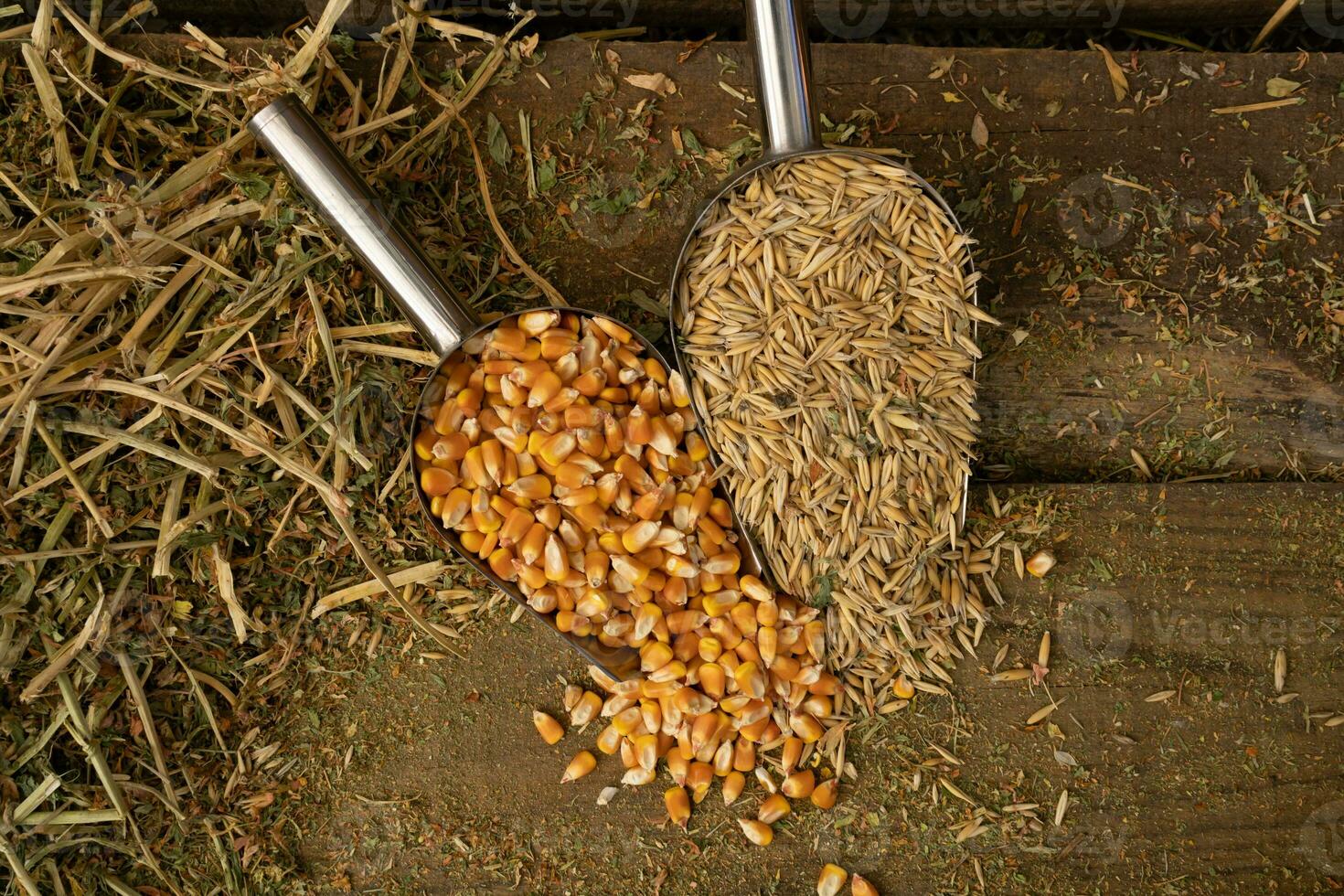 shovel spoons with horse food ingredients photo