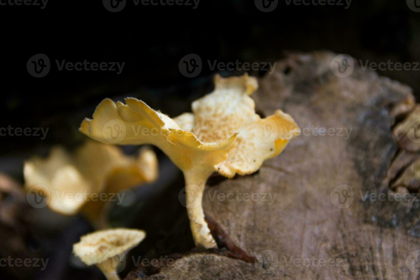 fungi that grow on the bark of the dead tree photo