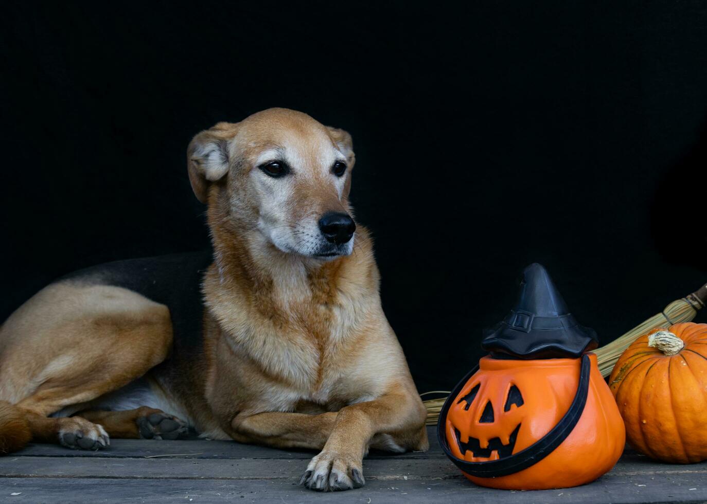 portrait of a dog next to a halloween pumpkin photo