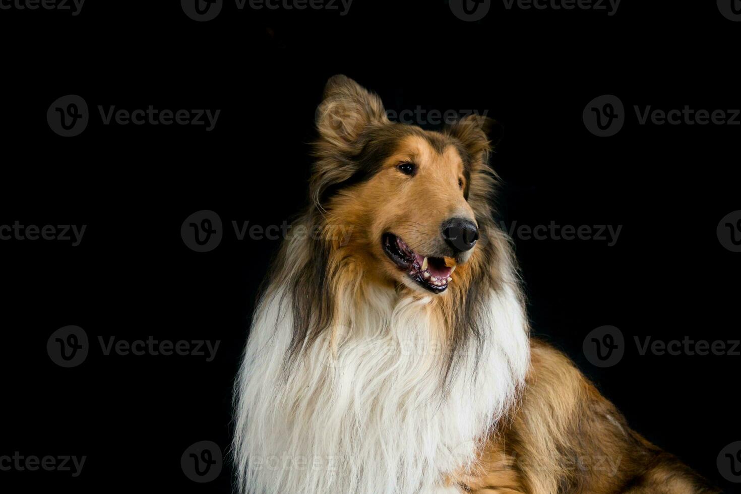 portrait of a rough collie on a black background photo